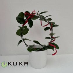 Hoya australis