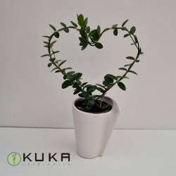 Hoya cumingiana amorosa