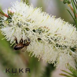 Callistemon white salignus