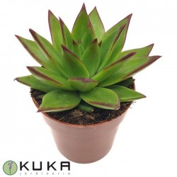 Echeveria agavoides ebony