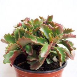 Kalanchoe rubinea