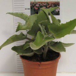 Kalanchoe beharensis