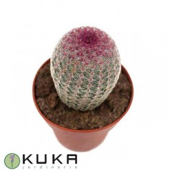 Echinocereus rigidissimus...