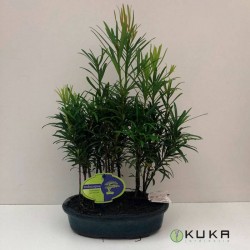Bonsái bosque de podocarpus