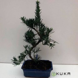 Bonsái podocarpus