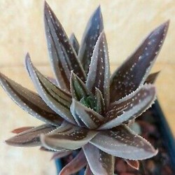 Gasteraloe spirit