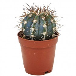 Cactus melocactus azureus