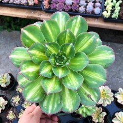 Aeonium starburst