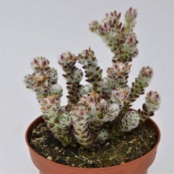 Portulaca werdermannii