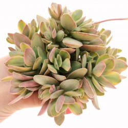 Crassula money maker variegata
