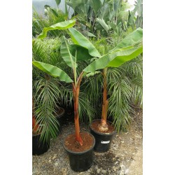 Musa acuminata red dacca