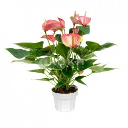Anthurium andreanum livium