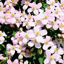 Clematides montana fenne