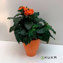 Crossandra mona wallhead