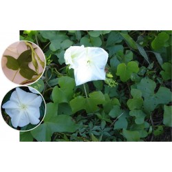 Ipomea alba