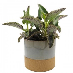 Kalanchoe daigremontiana