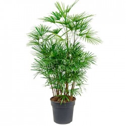 Rhapis humilis