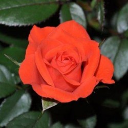 Rosal mini kordana