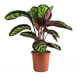 Calathea rosea cora