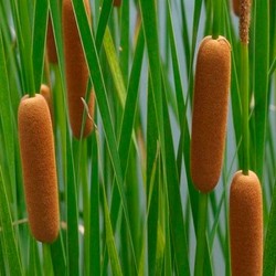 Typha gracilis