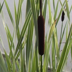 Typha latifolia variegata