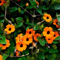 Thunbergia alata