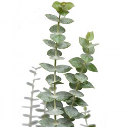 Eucalyptus pulvurenta baby...