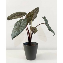 Alocasia sara yucatan princess