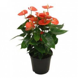 Anthurium andreanum karma...