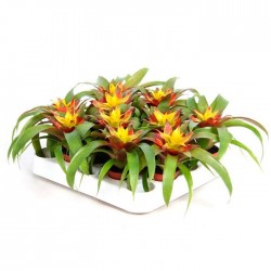 Guzmania mini