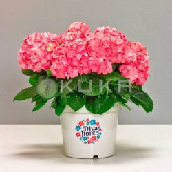 Hortensia diva fiore