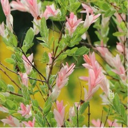 Salix integra hakuro nishiki