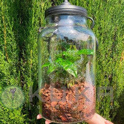 Coffea arabica bottle light