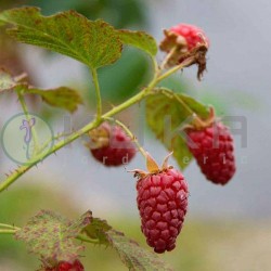Frambuesa roja tayberry