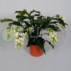 Clerodendrum laevifolium...