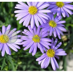 Brachyscome multifida
