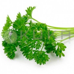 Perejil hoja rizada