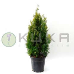 Tuya orientalis pyramidalis...