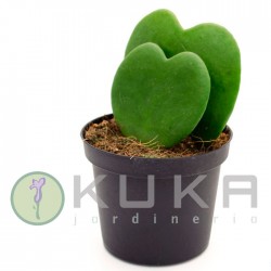 Hoya kerrii