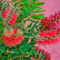 Callistemon Viminalis...