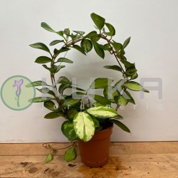 Hoya australis boog bont