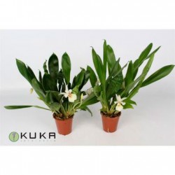 Orquídea cochleanthus