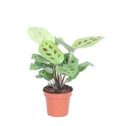 Maranta kerchoveana