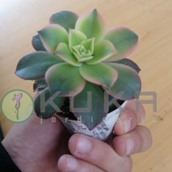 Aeonium kiwi tricolor