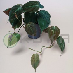 Philodendro scandens micans