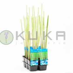 Scirpus lacustris albescens