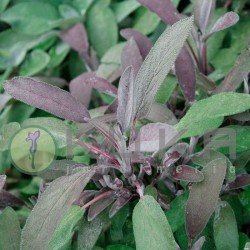 Salvia purpura