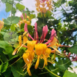 Lonicera hedkrotii