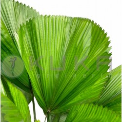 Licuala grandis