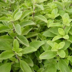 Oregano